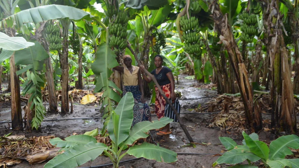 Two women working in a banana plantation in Chiawa, Zambia
