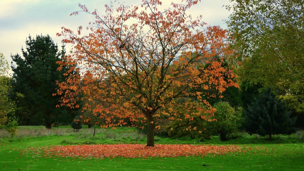 Trees and fallen leaves illustrating cooler seasonal weather