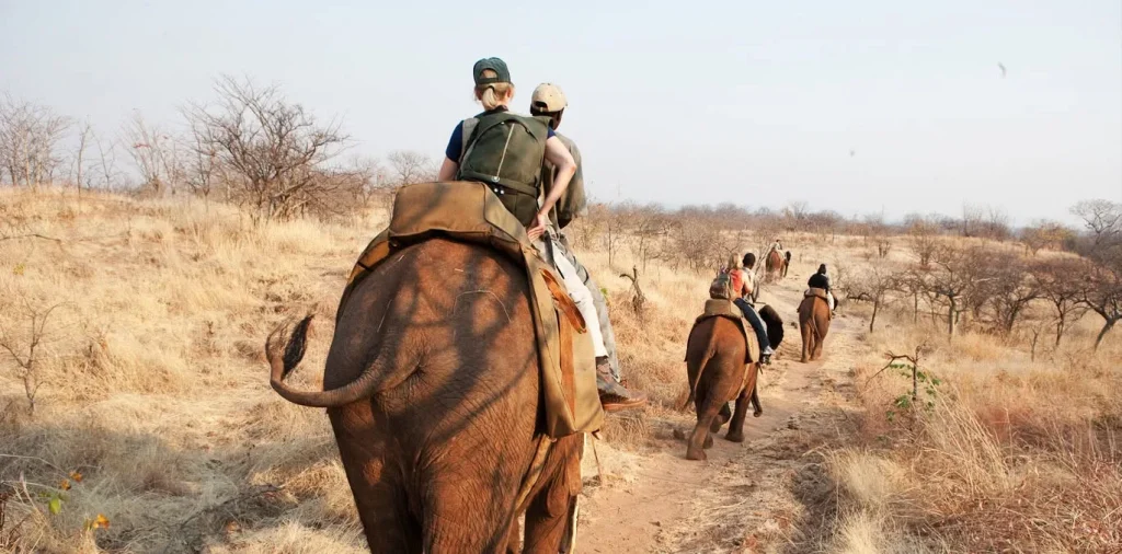 Tourists on an elephant safari in Zambia as government promotes tourism investment