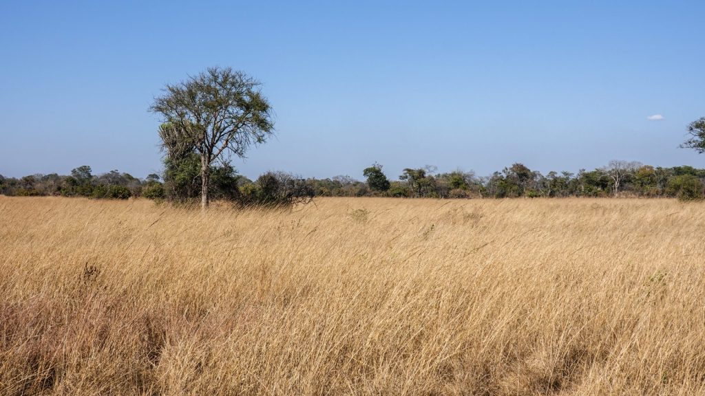 Savanna grass bending in strong wind at Kafue National Park in Zambia