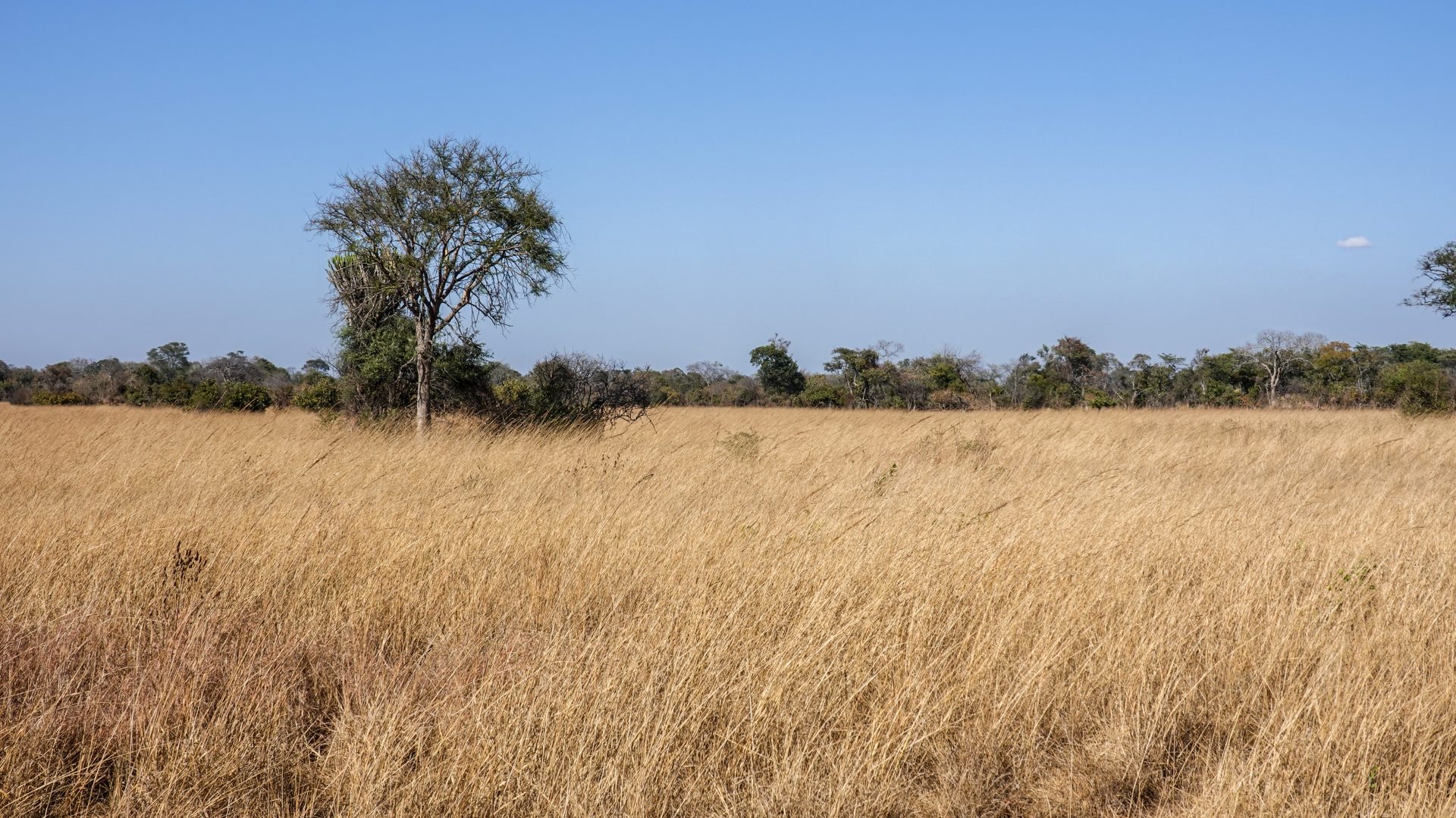 Savanna grass bending in strong wind at Kafue National Park in Zambia