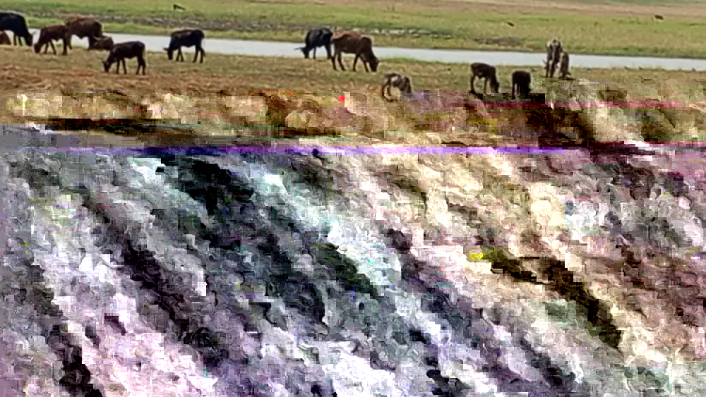 Cattle and buffalo grazing beside a river channel under stress during the 2026/2027 El Nino, illustrating the link between rivers and livestock economies in Africa