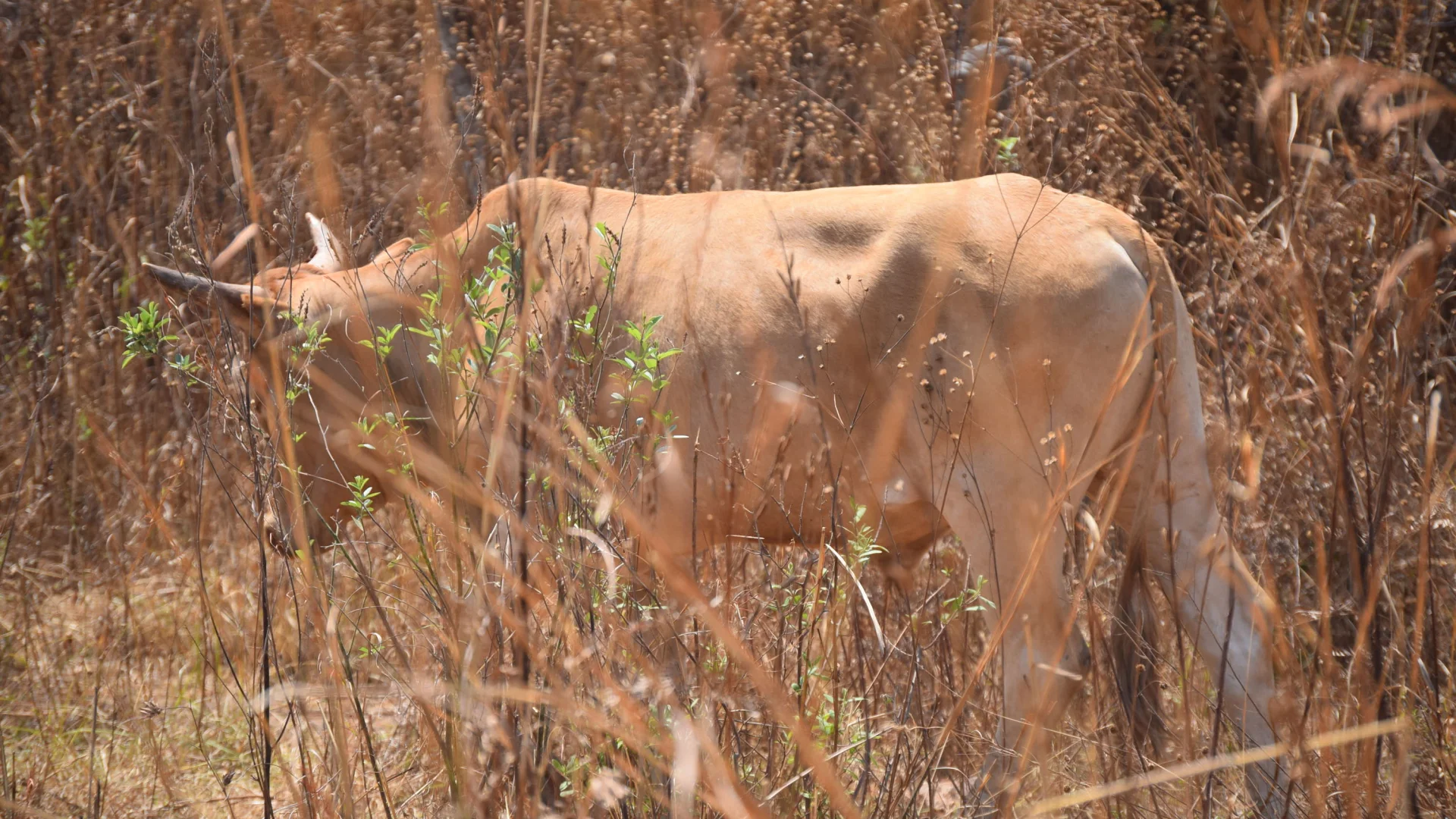Cattle grazing in a herd in Zambia, the livestock sector affected by the 2026 anthrax outbreak