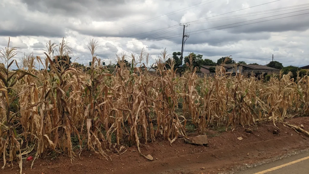 Withered maize crop in a dry field in Lusaka, Zambia, showing the drought risk El Niño poses to food supply