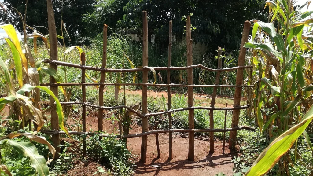 A maize field near Chipata, Zambia, illustrating the food security stakes of the 2026/2027 El Nino season