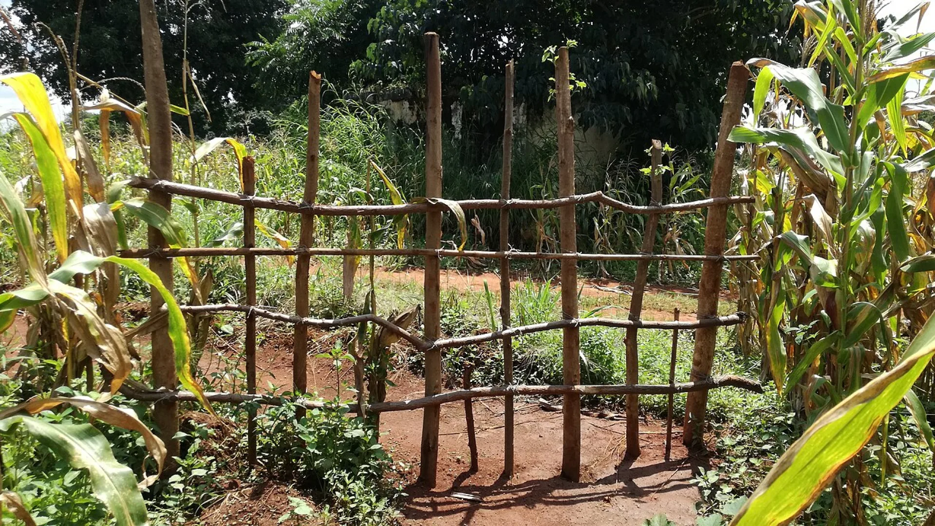 A maize field near Chipata, Zambia, illustrating the food security stakes of the 2026/2027 El Nino season