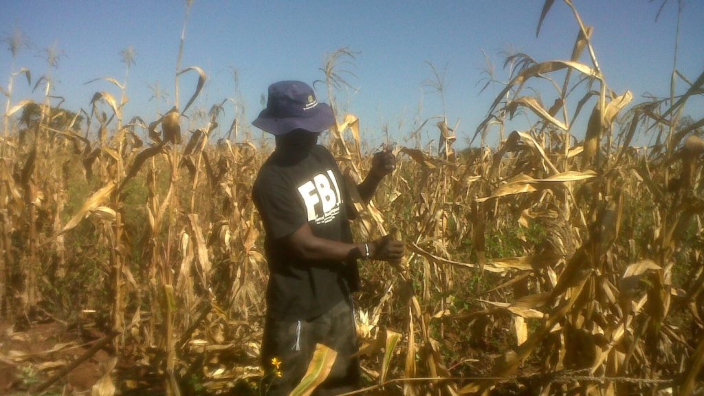 A farmer harvesting maize on a small-scale mixed farm in Zambia, illustrating Constituency Development Fund support for small farmers