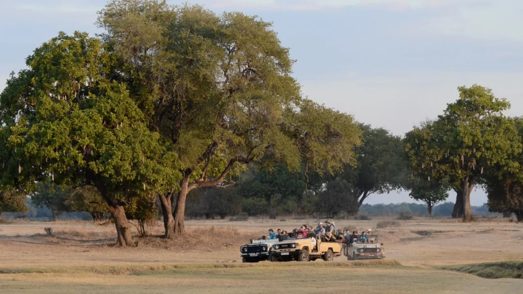 Several open safari vehicles carrying visitors gathered on the plain beneath large trees in South Luangwa National Park, Zambia