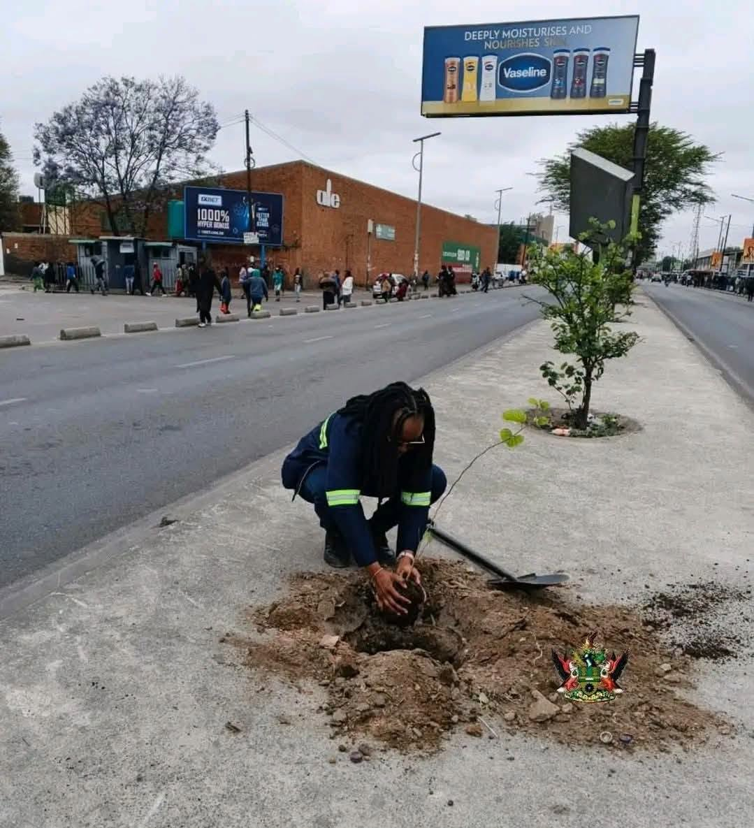 A person in reflective workwear plants a sapling beside an urban road.