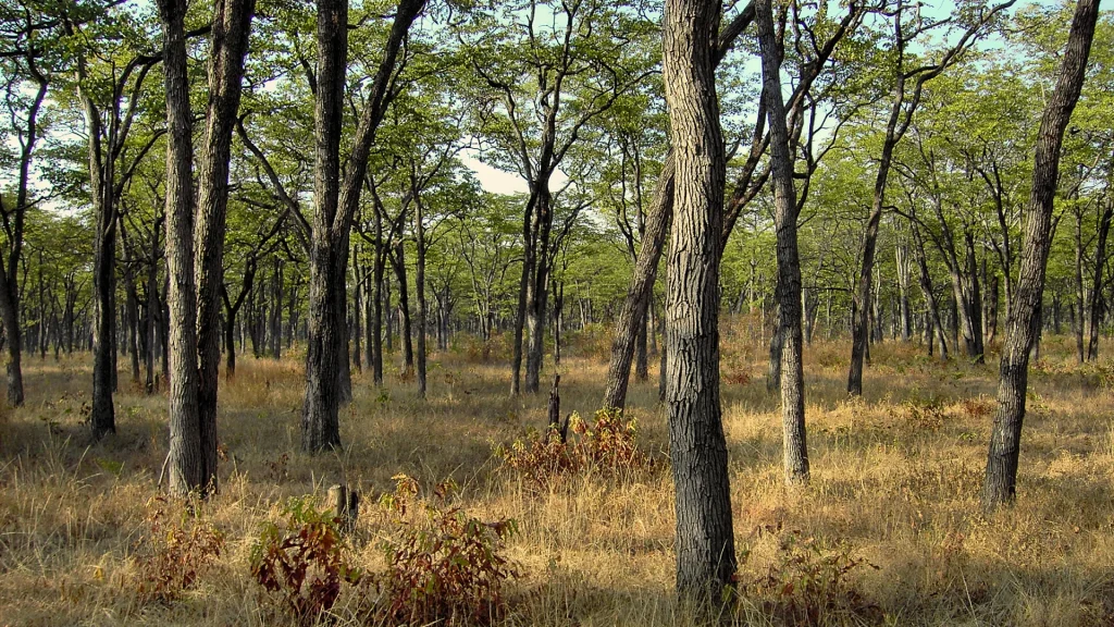 Mature mopane woodland in the Game Management Area adjoining South Luangwa National Park, Zambia